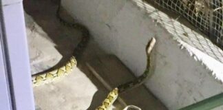 Γύρισαν στο σπίτι τους και βρήκαν ένα φίδι 2 μέτρων στο μπαλκόνι τους