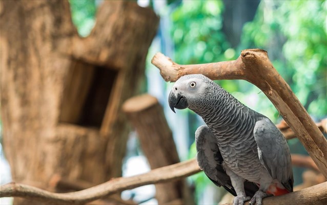 psittacus-erithacus-afrikanikos-gkri-papagalos