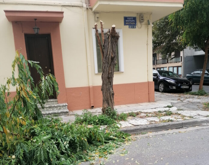 δεντρα κομμένα6