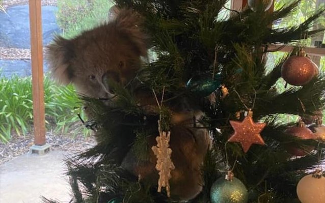 koala