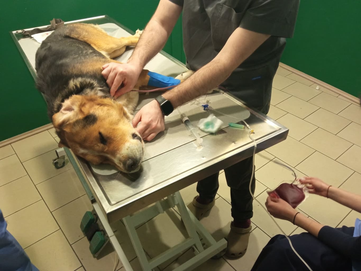 Eordaialive.com - Τα Νέα της Πτολεμαΐδας, Εορδαίας, Κοζάνης Συγκίνηση στον Βόλο: Σκύλος έγινε εθελοντής αιμοδότης!