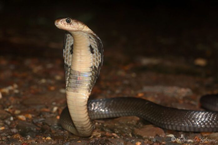 cobra
