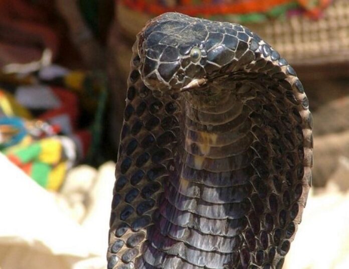cobra-768x592