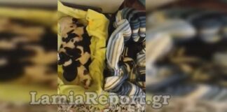 Άνοιξε τον κάδο σκουπιδιών και είδε κατάματα την κτηνωδία