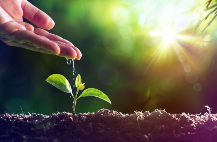 water-plant-fyto-green-viwsimi