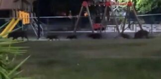«Παναγία μου ήρθε με τα μωρά της» – Ολόκληρη οικογένεια από αγριογούρουνα σε παραλία