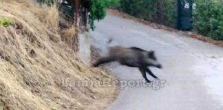 Αγριογούρουνο «εμβόλισε» μοτοσικλετιστή που σώθηκε χάρις στο κράνος