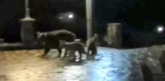 Αρκούδα κάνει βόλτα στο χωριό με τα μικρά της – Απίστευτο βίντεο