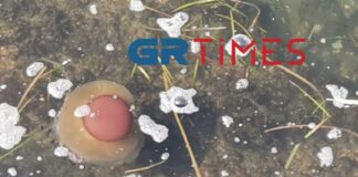 Γέμισαν μέδουσες σαν «αυγά μάτια» τα νερά