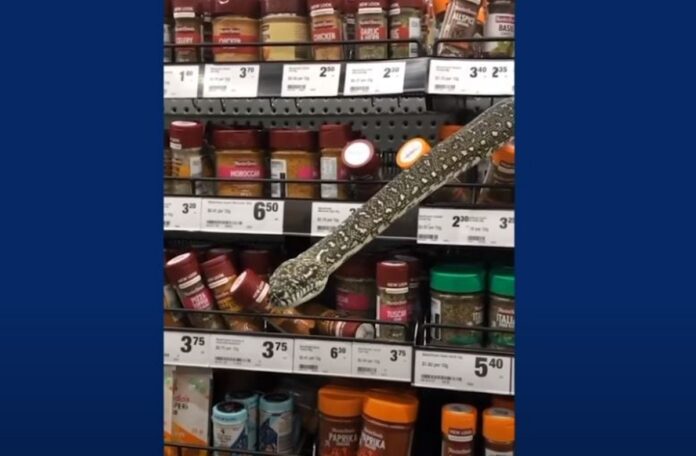 snake_super_market_grab
