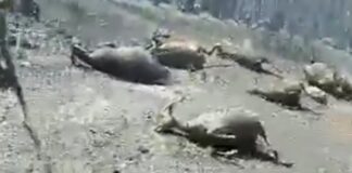 Συγκλονίζει κτηνοτρόφος-Κλαίει με λυγμούς πάνω στα καμένα ζώα του (βίντεο)