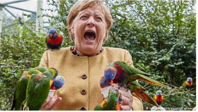 Merkel-parrot