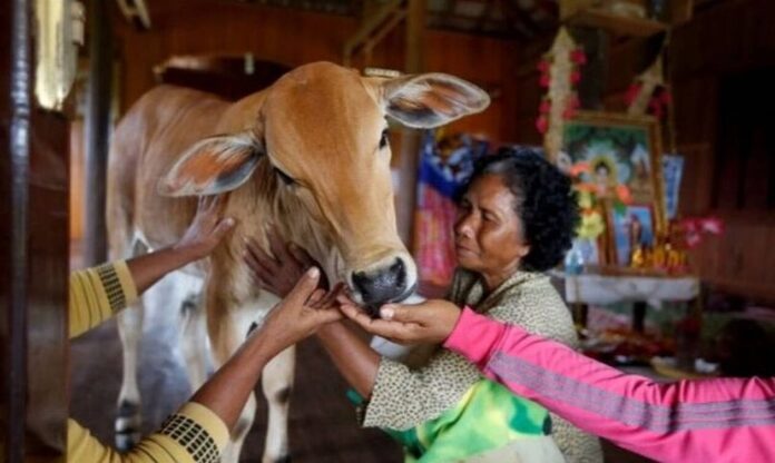 COW