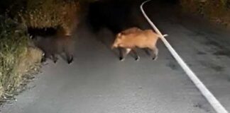 Τράκαρε με αγριογούρουνα και νοσηλεύεται στα επείγοντα