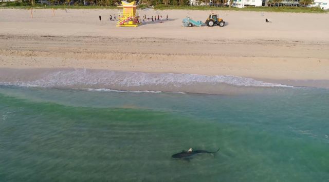 A tiger shark swims close to shore, in Miami Beach, U.S.