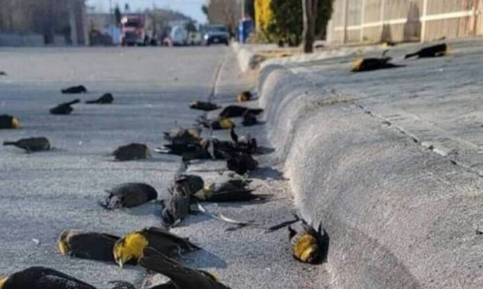 blackbirds