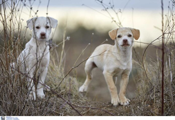dogs_koutavia_in_2210-1536x1060