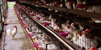 Πότε εξημερώθηκαν τα κοτόπουλα – Ο ρόλος της αρχαίας Ελλάδας