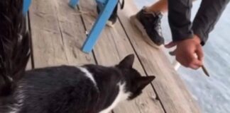 Η γατούλα που κλώτσησαν στη θάλασσα είναι πλέον καλά και απέκτησε μωράκια