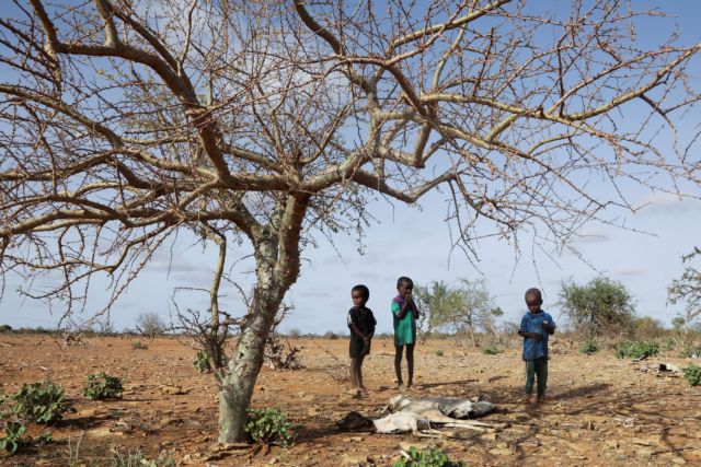 FILE PHOTO: Internally displaced Somali children stand near the carcass of their dead livestock following severe droughts near Dollow, Gedo Region