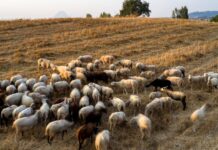 Ημερίδα στην Ανάβρα από την Περιφέρεια Θεσσαλίας για τον αφθώδη πυρετό