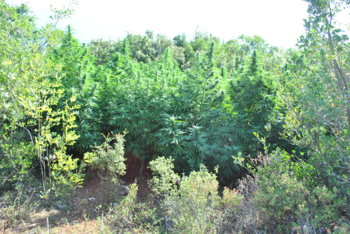 ΚΑΝΝΑΒΗ ΔΑΣΟΣ