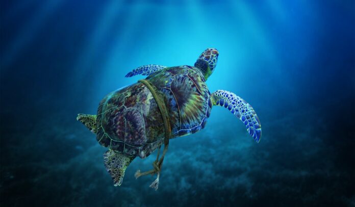 mesogeios-poliorkimeni-thalassa-h-premiera-toy-ntokimanter-sto-cinedoc_©Boreales
