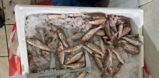 Κατασχέθηκαν 621 κιλά ψαριών