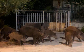 «Εφιάλτης» τα αγριογούρουνα – «Θα φτάσουν μέχρι τις κεντρικές πλατείες» (βίντεο)