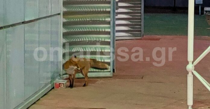 alepou-giannouli-2-780x405