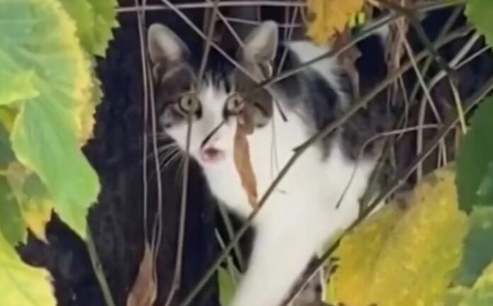 gata