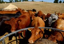 Εκπαιδευτικό σεμινάριο προσωπικού μεταφορέων ζώντων ζώων