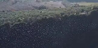 Επίθεση από γεράκια σε σμήνος από μαυροπούλια – Δείτε το βίντεο από drone