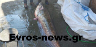 Επιασε με καλάμι γουλιανό 2 μέτρων