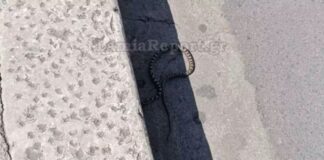 Δείτε το φίδι που προκάλεσε φόβο