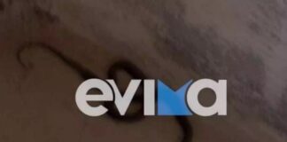 Πήγε να πιάσει δουλειά και βρήκε φίδι στο γραφείο του