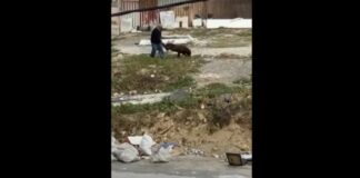 Δώρο αγάπης από πολίτη για παράλυτο σκύλο – Του έστειλε αναπηρικό καροτσάκι