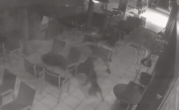 Σοκάρει το βίντεο με την επίθεση σε αδέσποτο σκύλο
