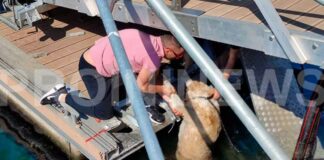 Κλωτσιά έστειλε αδέσποτο σκύλο στη θάλασσα