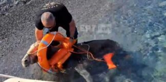 Σώθηκαν δύο γαϊδούρια μετά από ειδική επιχείρηση της πυροσβεστικής