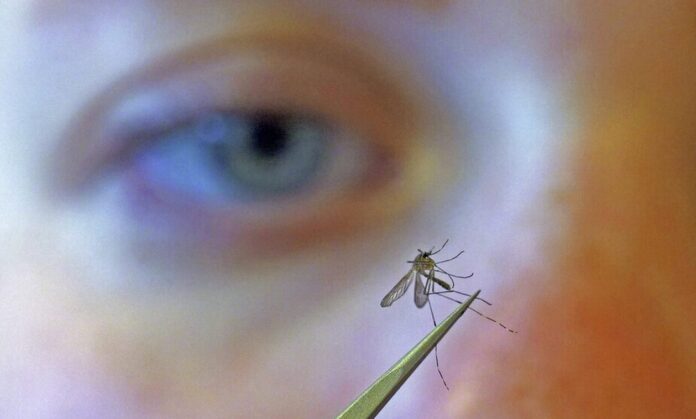 Mosquito