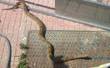 Λαμία: Στη ΜΕΘ ηλικιωμένος από δάγκωμα φιδιού