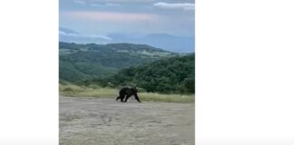 Αρκούδα έκοβε βόλτες δίπλα σε λεωφορείο (βίντεο)