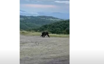 Αρκούδα έκοβε βόλτες δίπλα σε λεωφορείο (βίντεο)