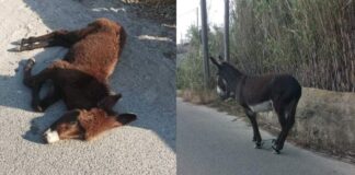 Γαϊδουράκι σκοτώθηκε από αμάξι – Παστουρωμένη η μαμά του