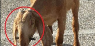 Έδεσε τα στόματα κατσικιών για να μην θηλάζουν!