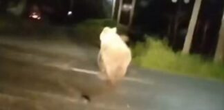 Βίντεο με αρκούδα να αναπτύσσει ταχύτητα κοντά σε πλατεία που παίζουν μικρά παιδιά