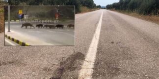 Τραυματίστηκε 37χρονος σε τροχαίο με αγριογούρουνο (φωτoγραφίες)