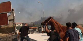 Στις φλόγες ο Ιππικός Όμιλος από την φωτιά – Δραματικές εικόνες από την επιχείρηση μεταφοράς των αλόγων