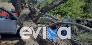Έπεσε μεγάλο δέντρο ανάμεσα σε κόσμο στην παραλία